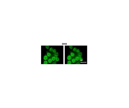 62-8508-18 Anti-Nup98 Antibody, clone 2H10 MABE1040