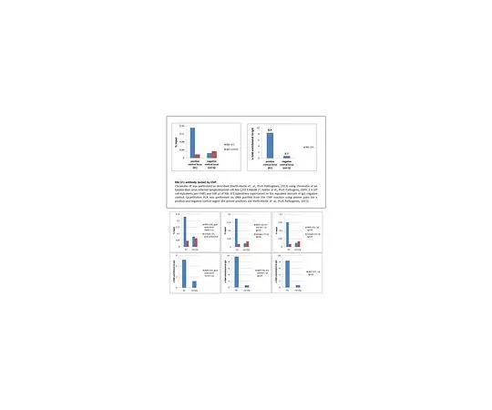 62-8507-92 Anti-RBP-Jk, clone 1F1 MABE982