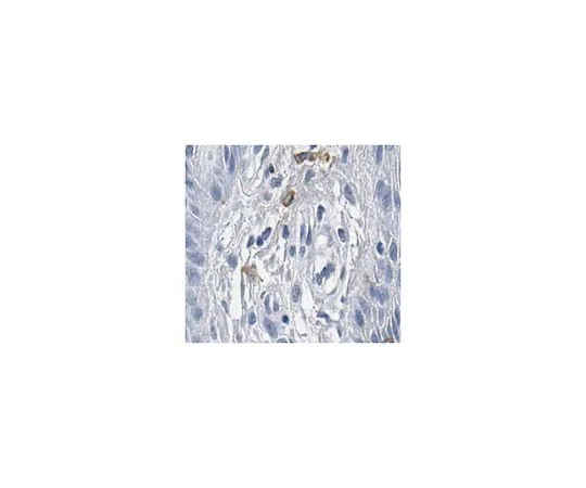 62-8502-48 Anti-TRP1/TYRP1, clone TA99, Azide Free MABC592