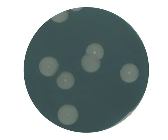 61-0201-88 Yeast Extract Agar Medium for Microbiology 103750 500G 1.03750.0500