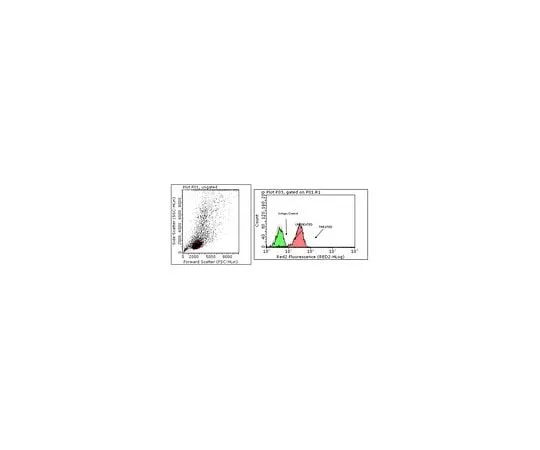 62-8505-63 Anti-phospho STAT6 (Tyr641), clone 19E2.1; 100 μg MABE270