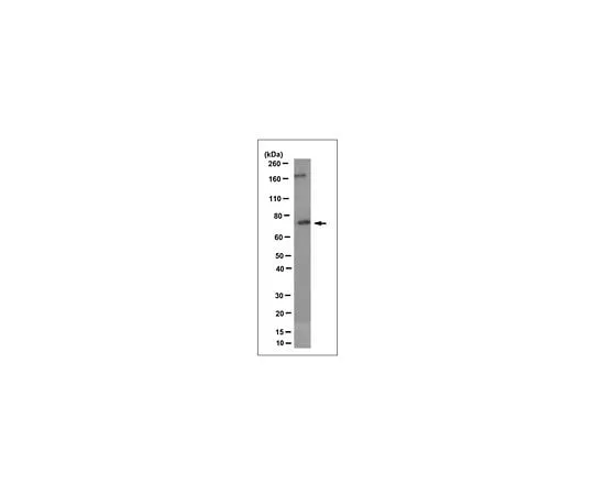 62-8526-44 Anti-CD36, clone Long 6 MABT399