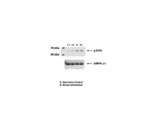 62-8471-12 Anti-phospho-AMPK alpha-1 Antibody, (Thr479) ABS981
