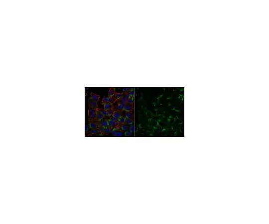 62-8501-01 Anti-p62 (Sequestosome-1) Antibody, clone 11C9.2 Antibody, Alexa Fluor(R) 488 Conjugate MABC32-AF488