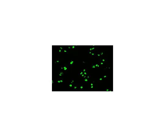62-8504-31 Anti-Oct-4, clone 9B7; 100 μL MABD76