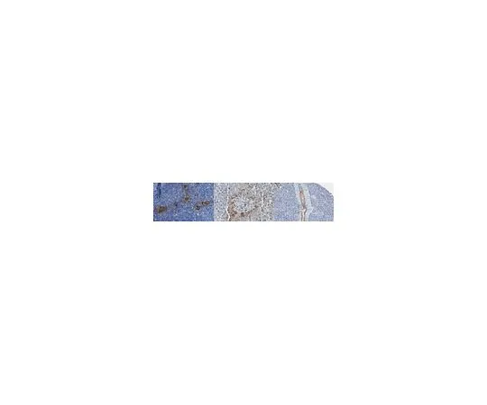 62-8516-29 Anti-Peripheral Node Addressin (PNAd) Antibody, clone MECA-79 MABF2050