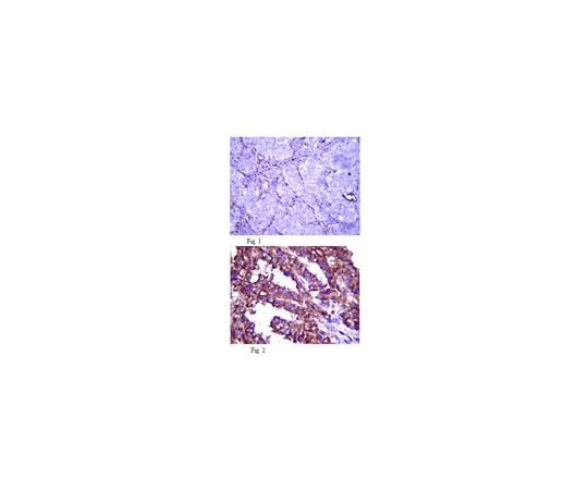 62-8494-07 Anti-Fibrillin 2, clone 48; 100 μg MAB2642