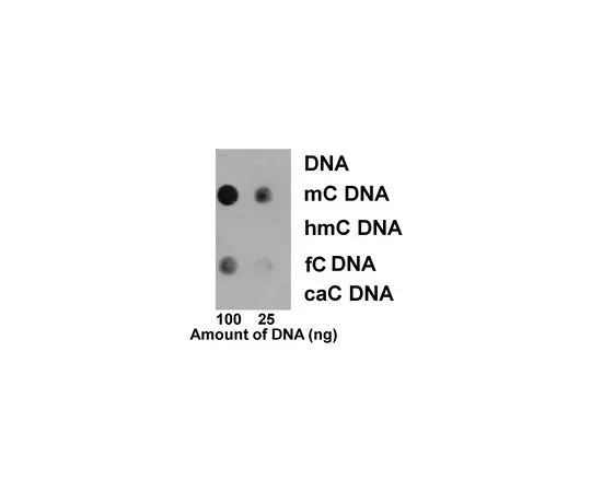 62-8508-37 Anti-5-Methylcytosine (5mC) Antibody, clone EDL MC-4 MABE1081