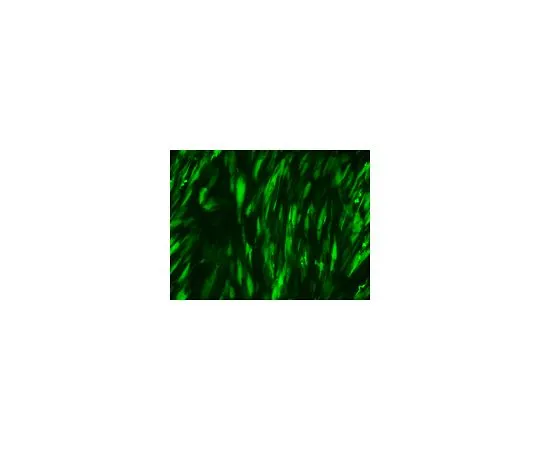 62-8534-44 RiboJuice(TM) mRNA Transfection Kit TR-1013