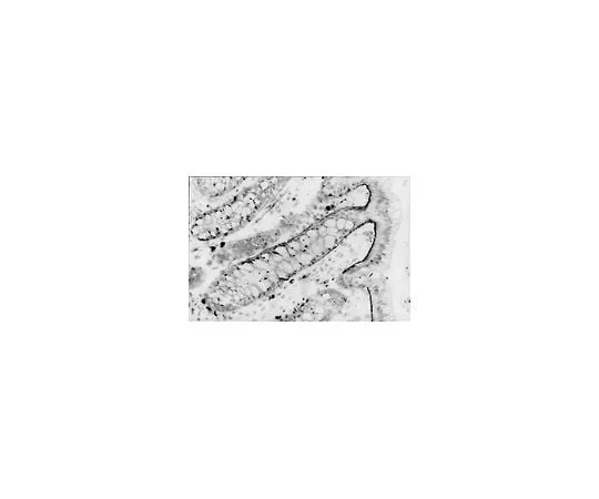 62-8490-93 Anti-Integrin alpha6, clone NKI-GoH3; 100 μg MAB1378