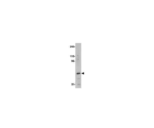 62-8470-19 Anti-ASAH2 ABS457
