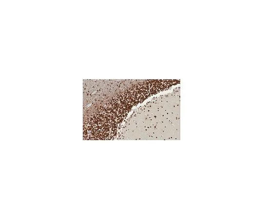 62-8521-42 Anti-nAChR α4 Subunit Antibody, clone 369 MABN1833