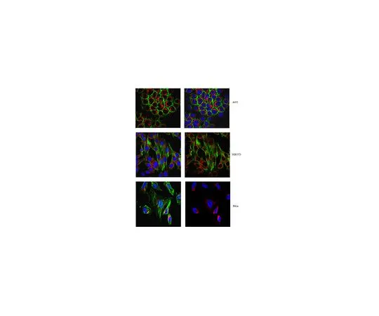 62-8525-83 Anti-Tom20/Tomm20 Antibody, clone 2F8.1 Cat. No. MABT166 MABT166