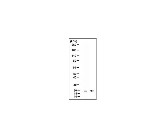 62-8502-71 Anti-CLEC2A, clone 8D2.1 MABC664