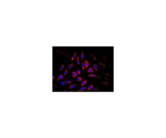 62-8490-65 Anti-Mitochondria, clone 113-1, Biotin Conjugate MAB1273B