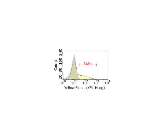 62-8512-96 Anti-SAP/SH2D1A Antibody, clone 1A9 MABF920