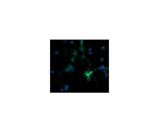 62-8491-27 Anti-MAG, clone 513, Alexa Fluor(R) 488 Conjugate; 100 μL MAB1567A4