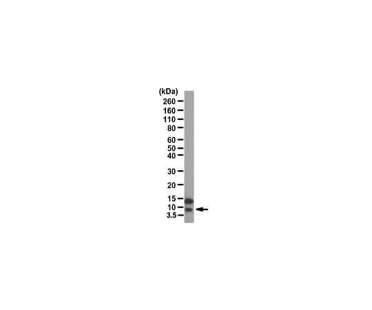 62-8472-24 Anti-Sarcolipin ABT13