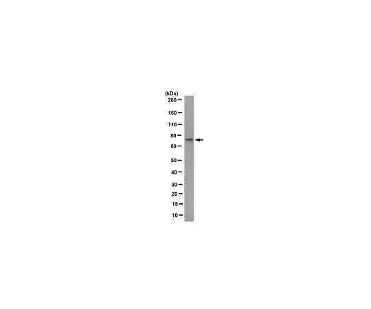 62-8508-24 Anti-GMPS Antibody, clone 1G6.1 MABE1052