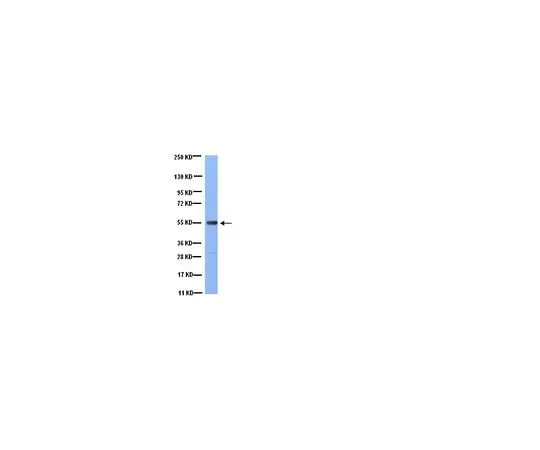 62-8491-96 Anti-Tubulin, clone YL1/2; 100 μg MAB1864