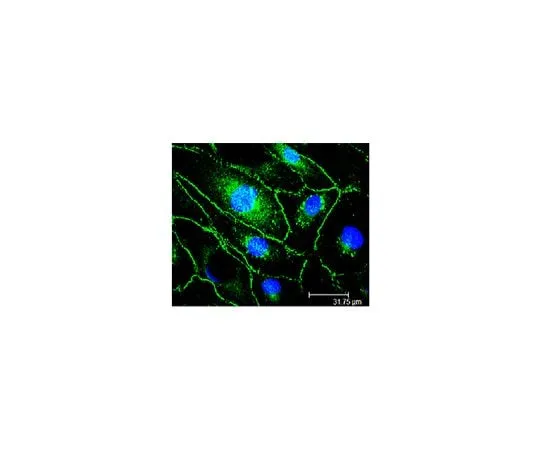 62-8527-17 Anti-VE-Cadherin Antibody, clone Vli37 MABT886