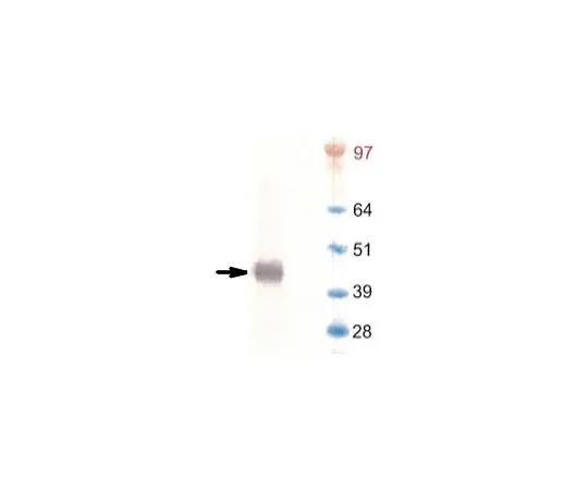 62-8524-58 Anti-T4 Lysozyme (T4L) Antibody, clone 6A6 MABS1289