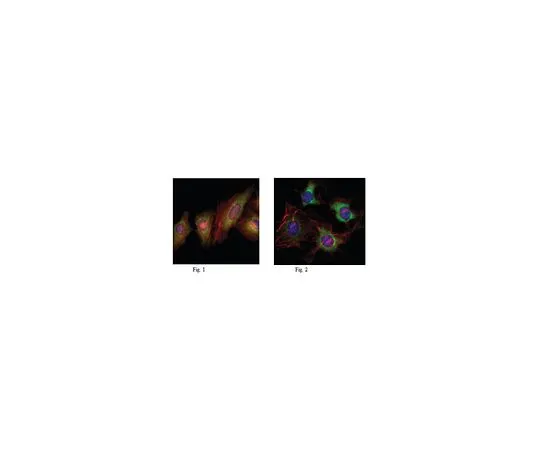 62-8519-36 Anti-EphB2, clone 2D12C6 MABN726