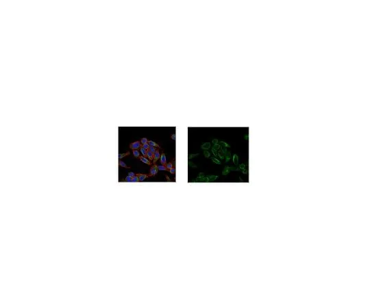 62-8501-91 Anti-Folliculin (FLCN), clone 8D9.2 MABC288
