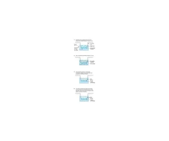 62-8482-13 In Vitro Vascular Permeability Assay (96-well); 96 assays ECM642