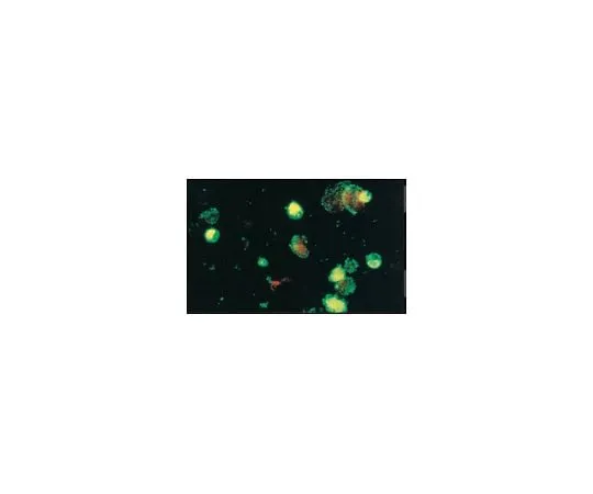 62-8490-10 Anti-Coxsackievirus A9, clone 450-11G-8A-5E; 100 μL MAB947