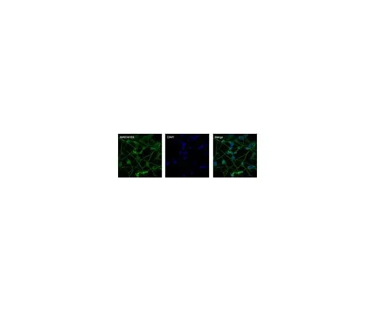 62-8494-87 Anti-MAP2, AlexaFluor(R) 488 conjugated; 100 μg MAB3418X