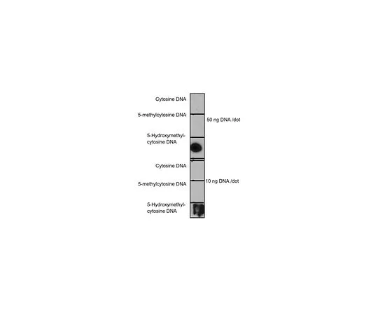 62-8505-80 Anti-5-Hydroxymethylcytosine (5hmC), clone HMC-MA01 MABE317
