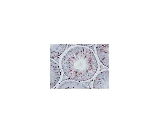 62-8491-09 Anti-Actin, clone C4 ; 100 μL MAB1501