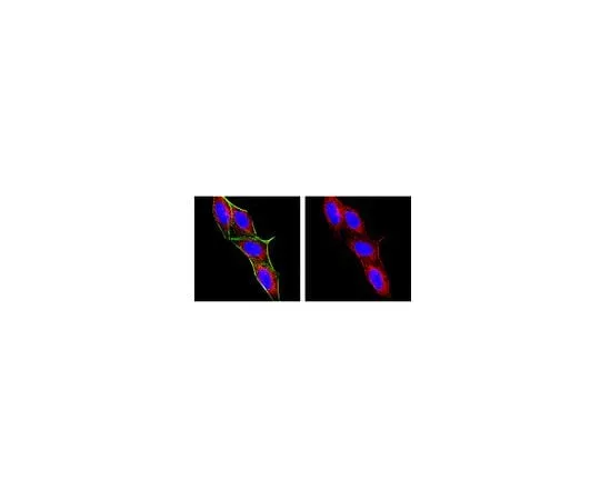 62-8491-03 Anti-Macrophages/Granulocytes, clone OX-41; 100 μg MAB1407P