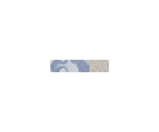 62-8521-44 Anti-DYRK1A Antibody, clone 7F3 MABN1835
