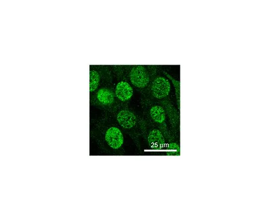 62-8505-82 Anti-MSH3, clone 1F6 MABE324