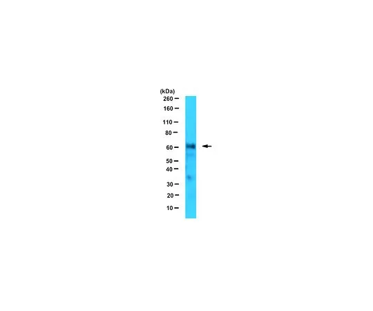62-8502-08 Anti-FANCC, clone 8F3 MABC524