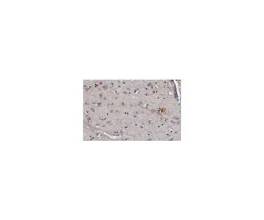 62-8497-90 Anti-Tau Antibody, Cleaved (D421), clone Tau-C3, Ascites Free MAB5430-C