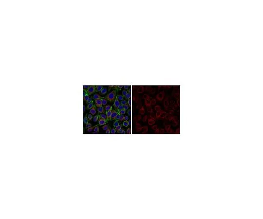 62-8493-17 Anti-Integrin β1 Antibody, activated, clone HUTS-4, Alexa Fluor(R) 555 MAB2079-AF555