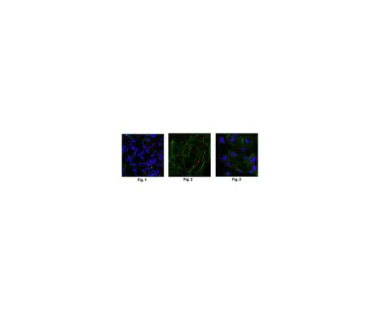 62-8507-89 Anti-Ser/Thr-protein kinase Nek2 Antibody, clone 5D2.1 MABE974