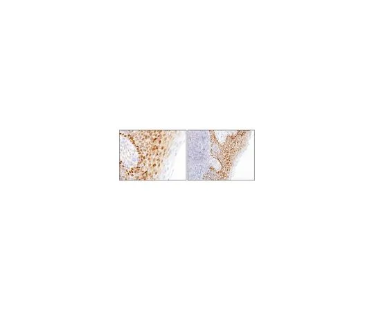 62-8506-26 Anti-FoxP2, clone FOXP2-73A/8 MABE415