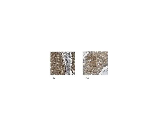 62-8473-14 Anti-CDCP1 Antibody Cat. No. ABT180 ABT180