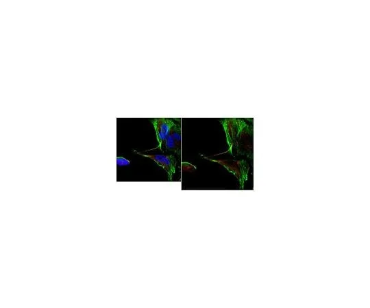 62-8496-76 Anti-CD133 (Prominin-1) Antibody, clone 17A6.1 MAB4399-I