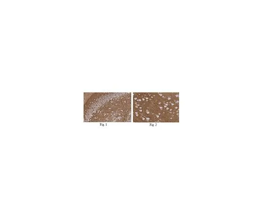 62-8516-98 Anti-NCAM1 Antibody, clone 11G7.1 Cat. No. MABN221 MABN221