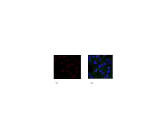 62-8507-75 Anti-Histone H3.1, clone 1D4F2 MABE952
