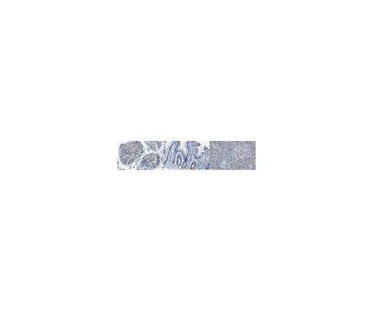 62-8524-97 Anti-TAOK3 Antibody, clone 1H9.1 MABS1882