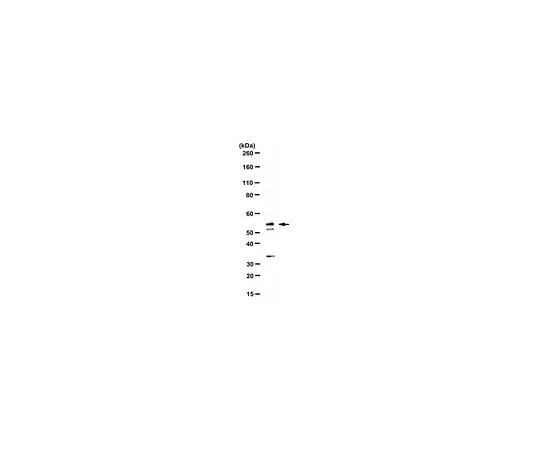 62-8471-75 Anti-PP2A B subunit isoform B56-gamma Antibody ABS1606