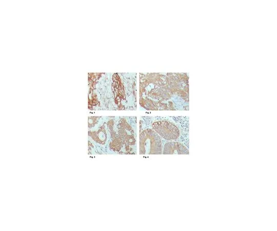 62-8526-81 Anti-Cytokeratin 18, clone 4D11E4 Antibody MABT520