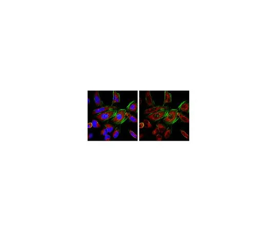 62-8505-20 Anti-Ago3, clone 4B1-F6; 100 μg MABE144
