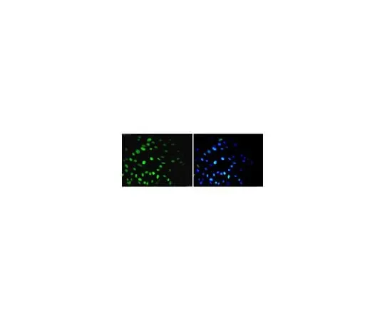 62-8490-72 Anti-Nuclei, clone 235-1, Alexa Fluor(R) 488 conjugate MAB1281A4